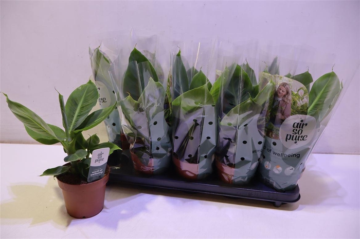 <h4>arr8 Musa Tropicana</h4>