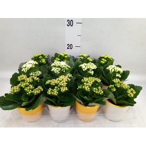 Kalanchoe blos. 'RosDon Collection'