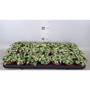 Fittonia  'Mosaic White Tiger'