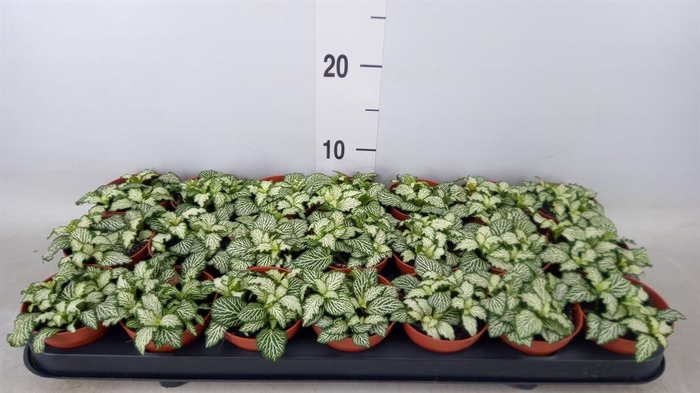 <h4>Fittonia  'Mosaic White Tiger'</h4>