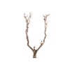 Syringa Branch Extra Galuppi