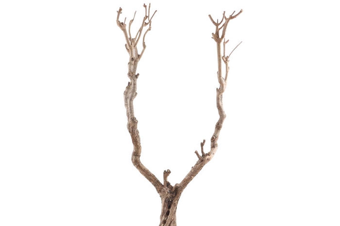 Syringa Branch Extra Galuppi