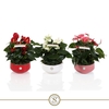Table Anthurium Schaal Mix in Lucca keramiek