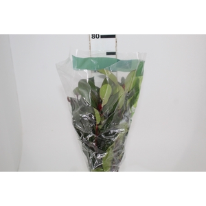 FOLH PHOTINIA VERDE