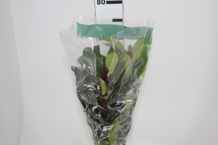 <h4>FOLH PHOTINIA VERDE</h4>