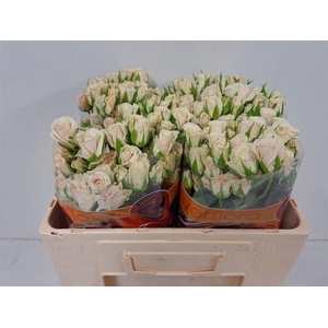 R TR ROYAL PORCELINA