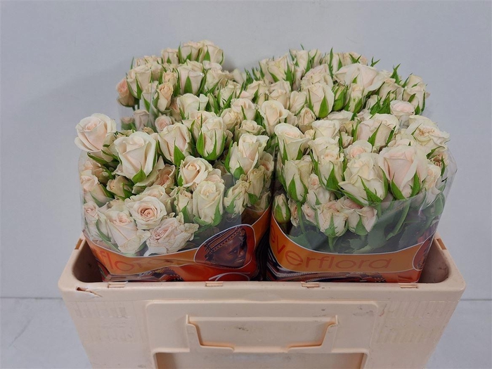 <h4>R TR ROYAL PORCELINA</h4>