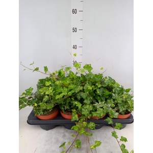 Hedera helix 'Kolibri'