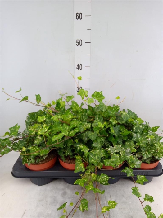 <h4>Hedera helix 'Kolibri'</h4>