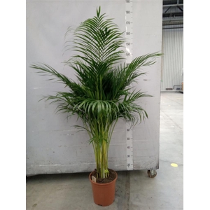 Dypsis lutescens   ...Chrysalidoca