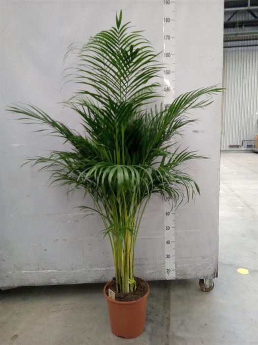 <h4>Dypsis lutescens   ...Chrysalidoca</h4>
