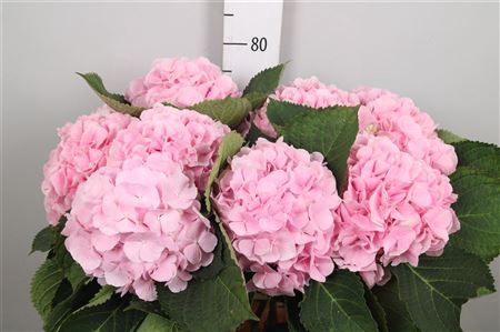 <h4>Hydr M Verena</h4>