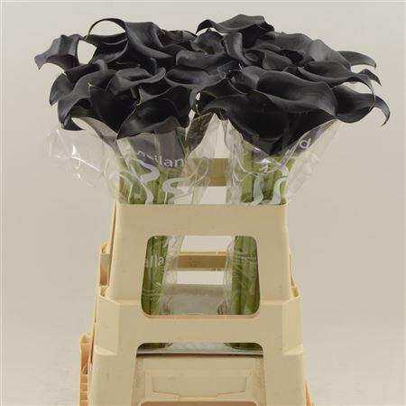 <h4>Zant Call Ceara</h4>