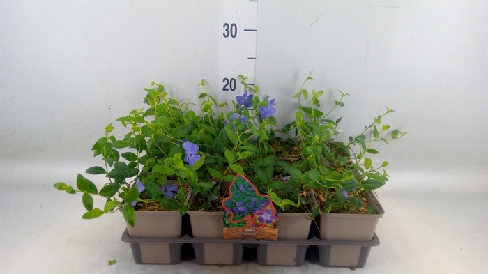<h4>Vinca minor</h4>