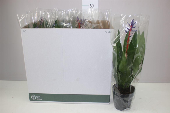 <h4>Aechmea Blue Rain</h4>