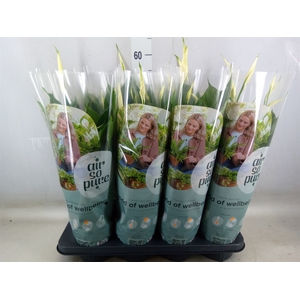 Spathiphyllum  'Pico Cupido'