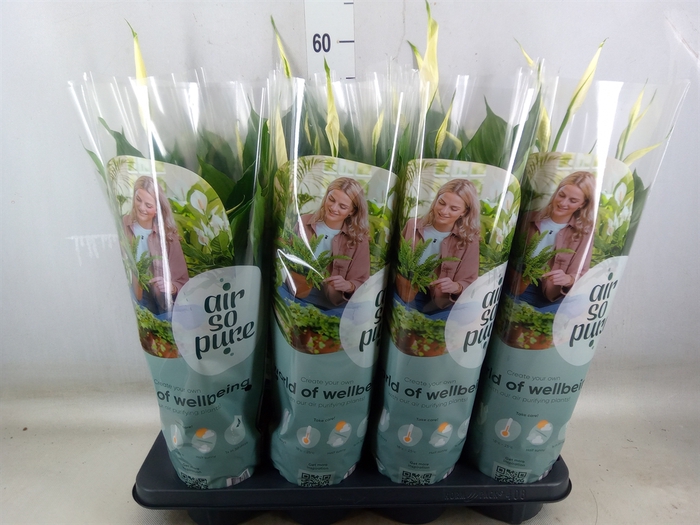 <h4>Spathiphyllum  'Pico Cupido'</h4>