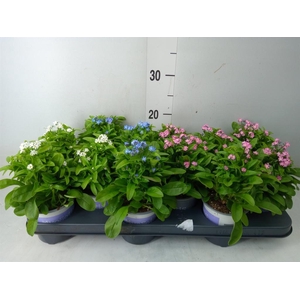 Myosotis sylv. 'Mon Amie Pink'