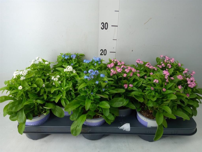 <h4>Myosotis sylv. 'Mon Amie Pink'</h4>