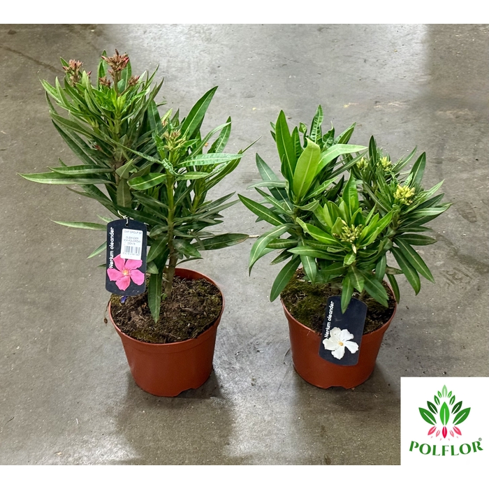 <h4>Nerium Oleander 18Ø 40cm</h4>