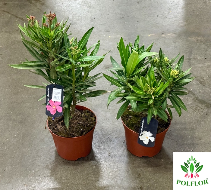 Nerium Oleander 18Ø 40cm