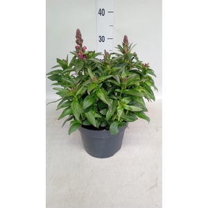 Antirrhinum  'FloriniDiana Br Red'