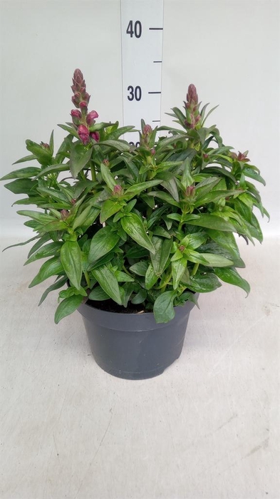 <h4>Antirrhinum  'FloriniDiana Br Red'</h4>