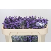 Aster Baby Blue