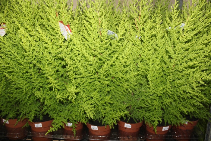 <h4>TUIA HOLANDESA P14</h4>