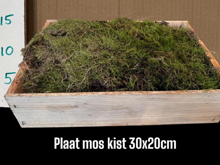 <h4>HUIS EN TUINDECO H%</h4>