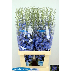 DELPH DU KI OCE BLUE