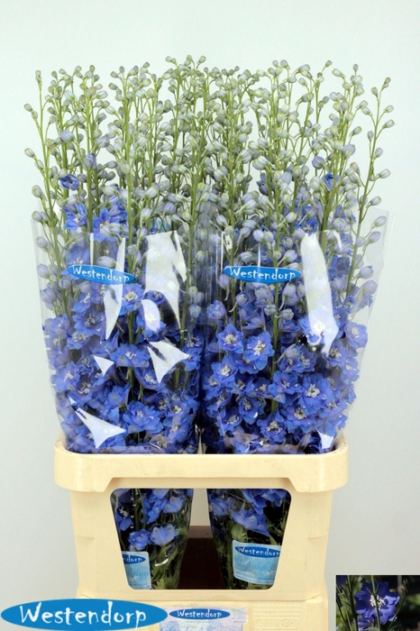 <h4>DELPH DU KI OCE BLUE</h4>