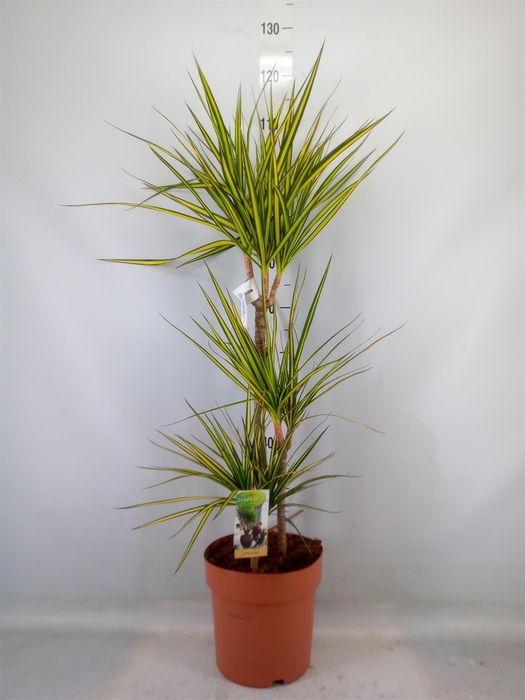 <h4>Dracaena marg. 'Sunray'</h4>