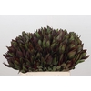 Leucadendron Saf Sunset Dark R.