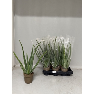 ALOE VERA