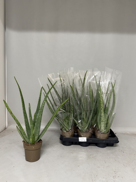 <h4>ALOE VERA</h4>