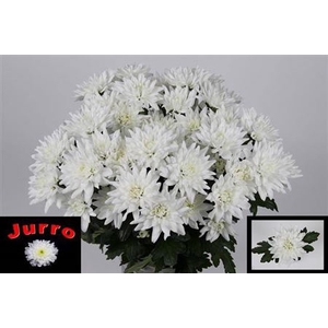 Chrysanthemum (Indicum Grp) grappe Frozen