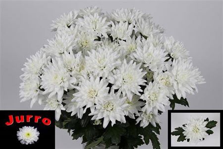 <h4>Chrysanthemum (Indicum Grp) grappe Frozen</h4>