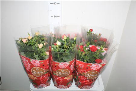 <h4>Ro Fav Ro Gem 4 Srt</h4>