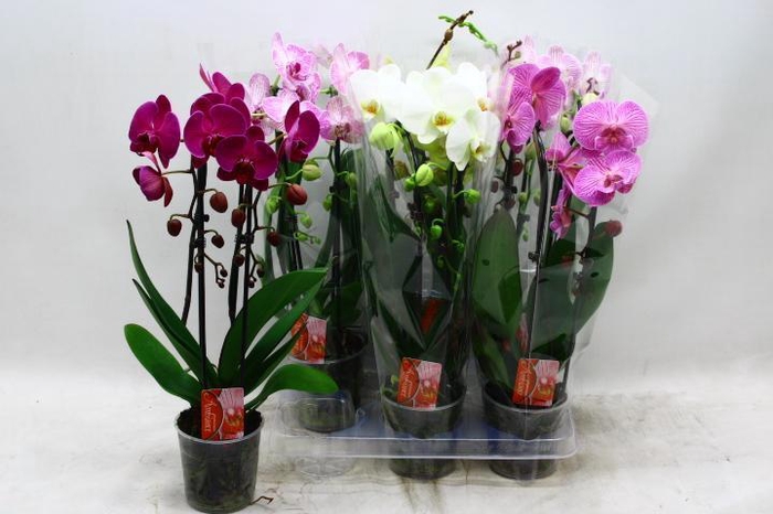 <h4>PHAL EL CASCADE</h4>