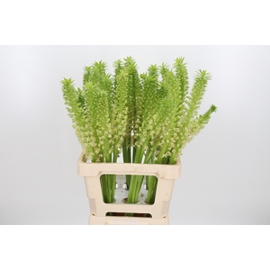 Eucomis Overig