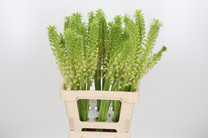 <h4>Eucomis Overig</h4>