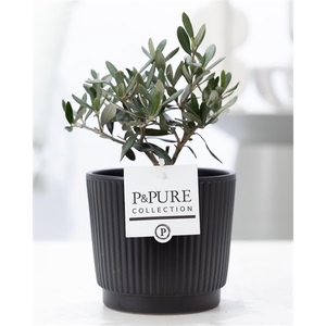 Olea Europaea in P&PURE Liv ceramics matt black