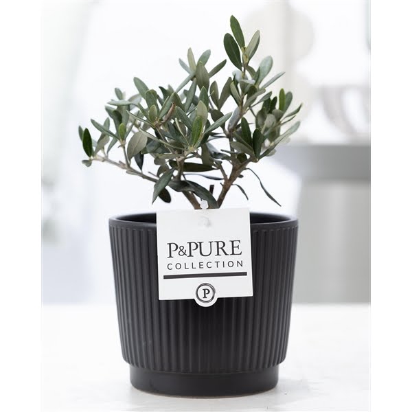 <h4>Olea Europaea in P&PURE Liv ceramics matt black</h4>