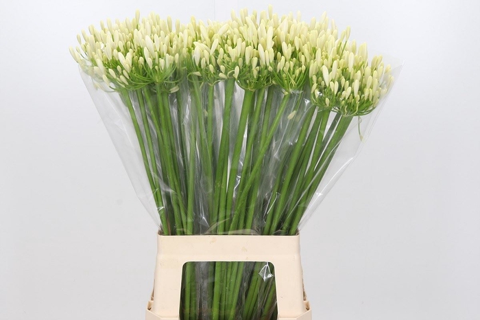 <h4>Agapanthus FU 'Bianca Perla'</h4>