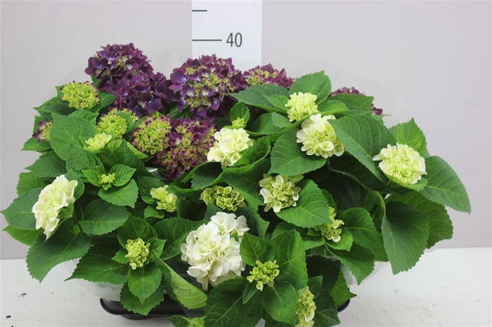<h4>Hydrangea Gemengd Purple White 3-4</h4>