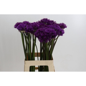 Allium Purple Sensation