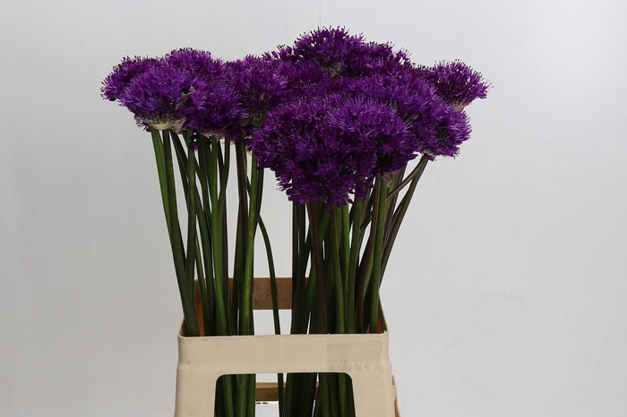 <h4>Allium Purple Sensation</h4>