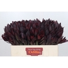 Leucadendron Saf Sunset Dark R.