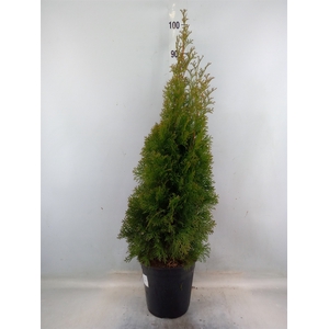 Thuja occid. 'Smaragd'